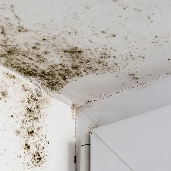 Excessive moisture leads to black mould which is unsightly and hazardous to your health