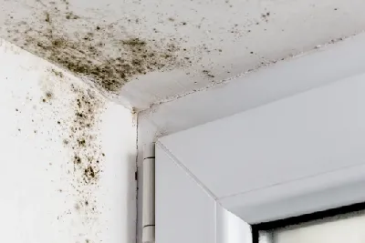 Black Mould Treatments Sunderland, Durham & Wearside