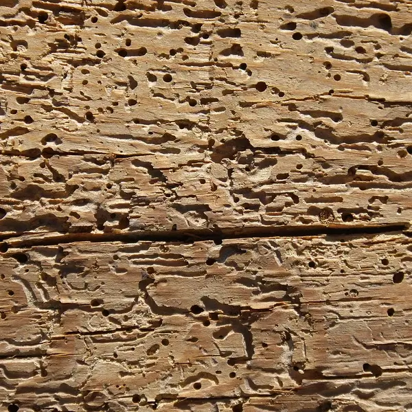 Damp & Timber Surveys can identify issues such as Woodworm attacks
