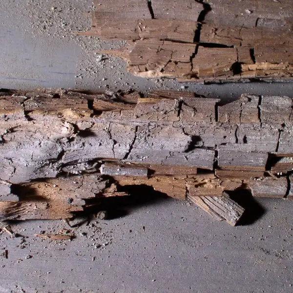 Dry rot can affect the structural integrity of buildings