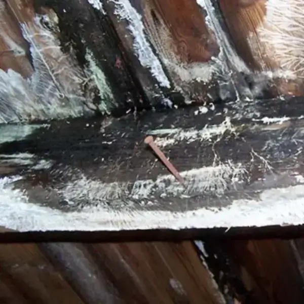 Fungal growth is a sign of wet rot