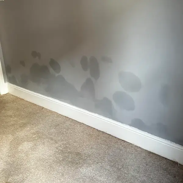 Rising damp can cause wet rot to manifest in timbers