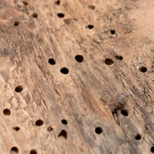 Small exit holes in timbers are one of the signs of woodworm infestations
