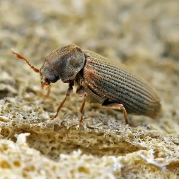The common furniture beetle – anobium punctatum