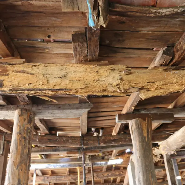 Woodworm infestations can quietly cause serious damage to timbers